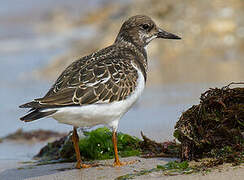 Ruddy Turnstone