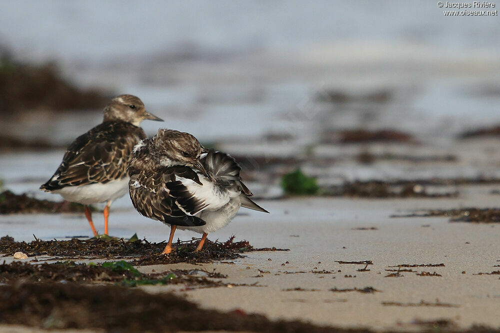 Ruddy Turnstoneadult post breeding, Behaviour