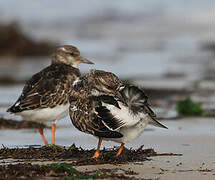 Ruddy Turnstone