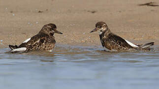 Ruddy Turnstone