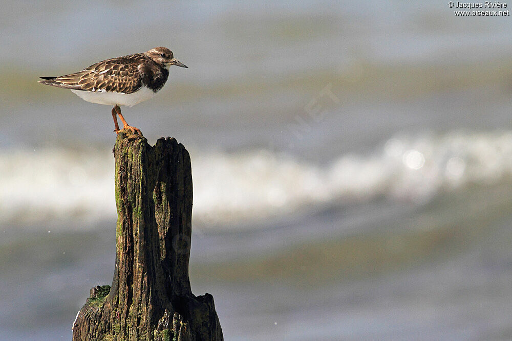 Ruddy Turnstoneadult post breeding