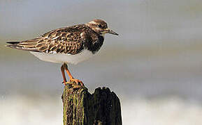 Ruddy Turnstone