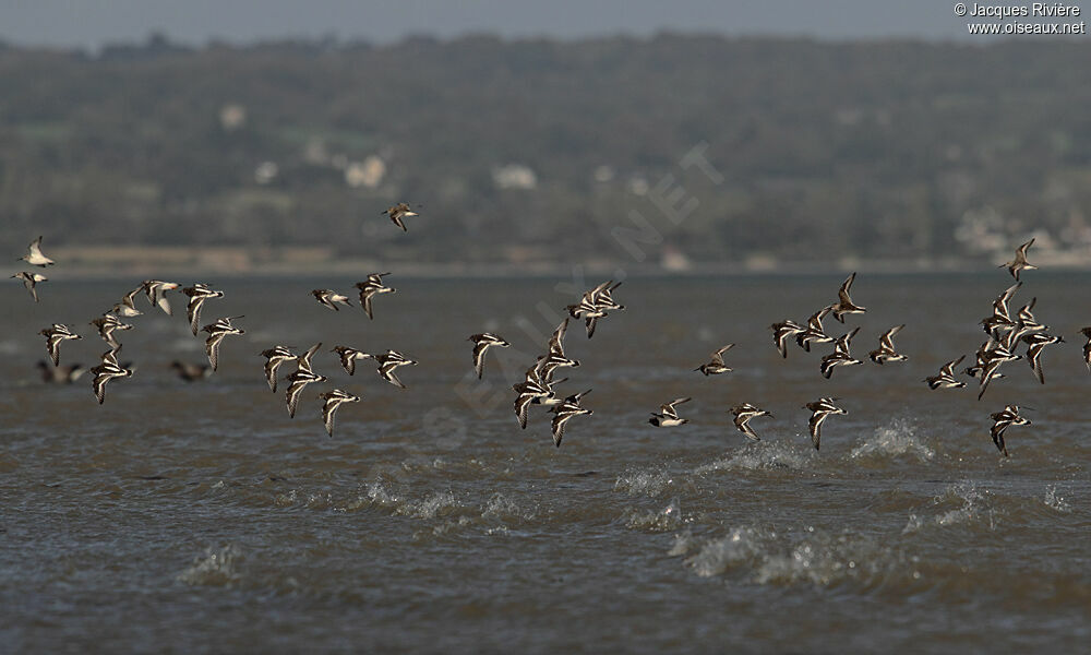 Ruddy Turnstone, Flight