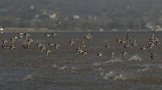 Ruddy Turnstone