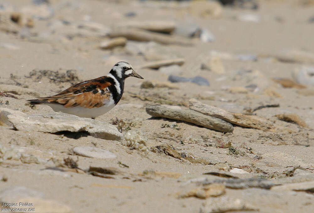 Ruddy Turnstone male adult breeding, identification