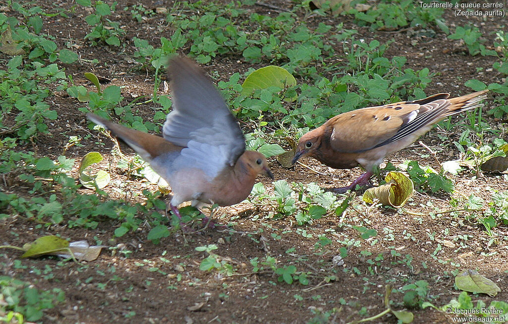 Zenaida Doveadult breeding, identification