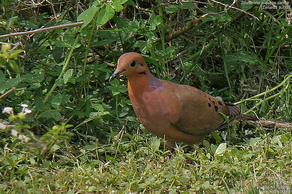 Tourterelle à queue carréeadulte nuptial, identification