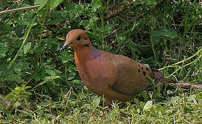 Zenaida Dove