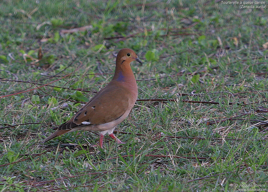 Zenaida Doveadult breeding, identification