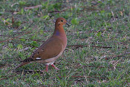 Zenaida Dove