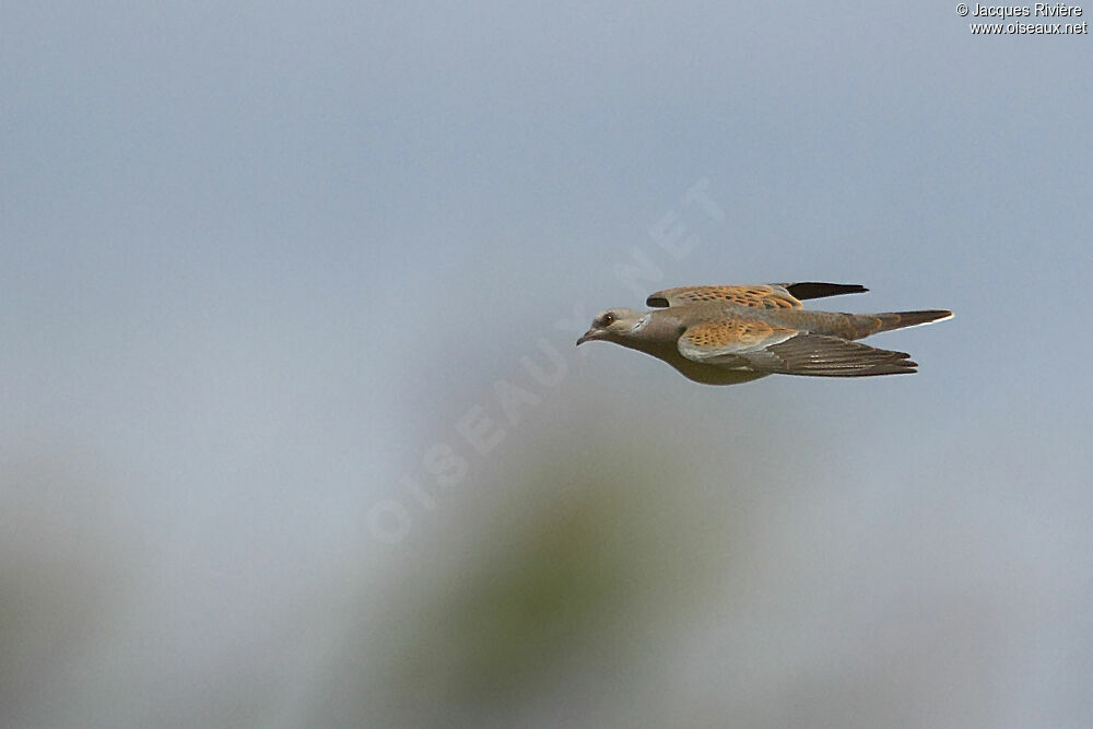 European Turtle Doveadult breeding, Flight