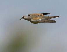 European Turtle Dove