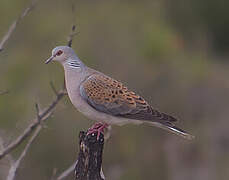 European Turtle Dove