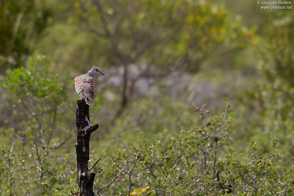 European Turtle Doveadult breeding