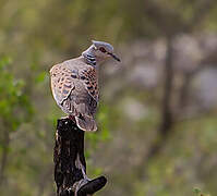 European Turtle Dove