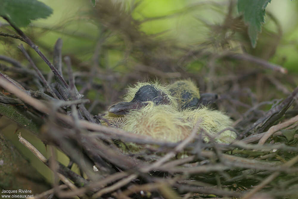 European Turtle Dove, Reproduction-nesting