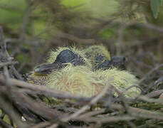 European Turtle Dove