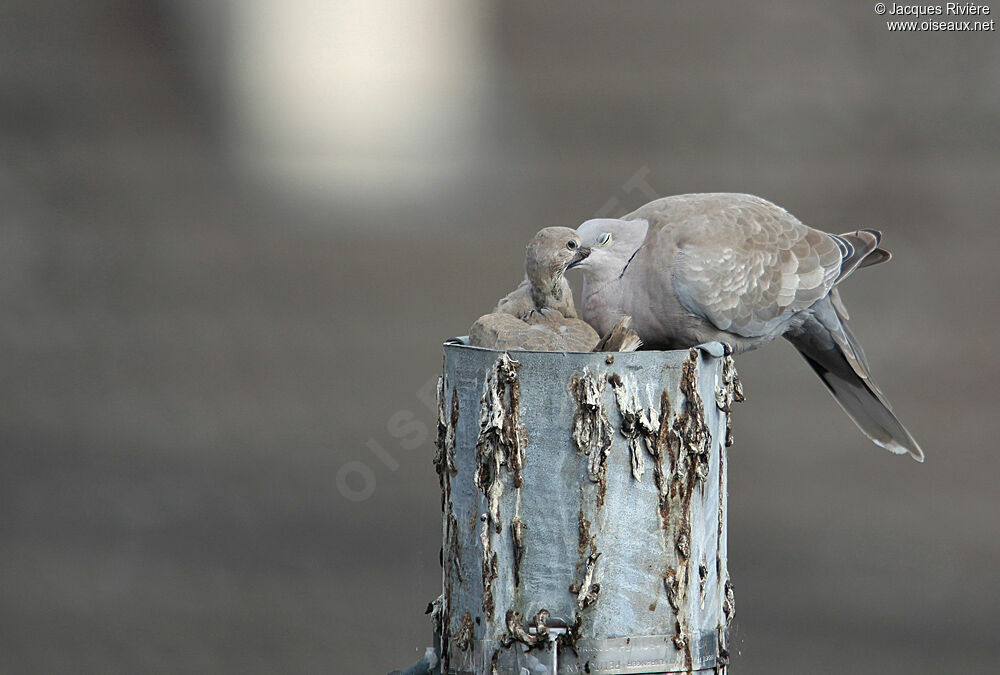 Eurasian Collared Dovejuvenile, Reproduction-nesting