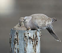 Eurasian Collared Dove