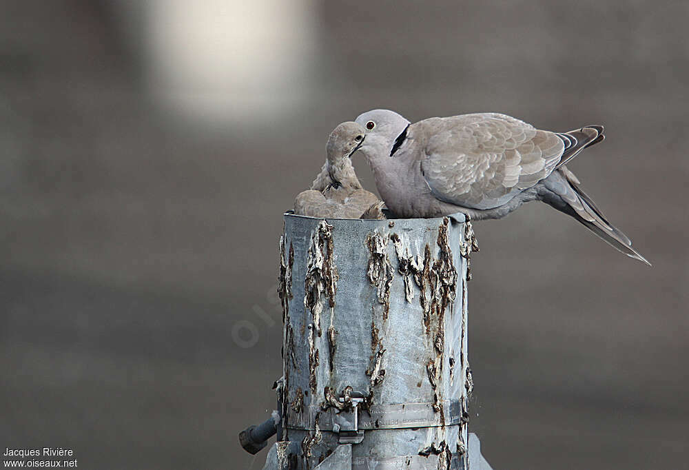 Eurasian Collared Dovejuvenile, Reproduction-nesting