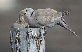 Eurasian Collared Dove