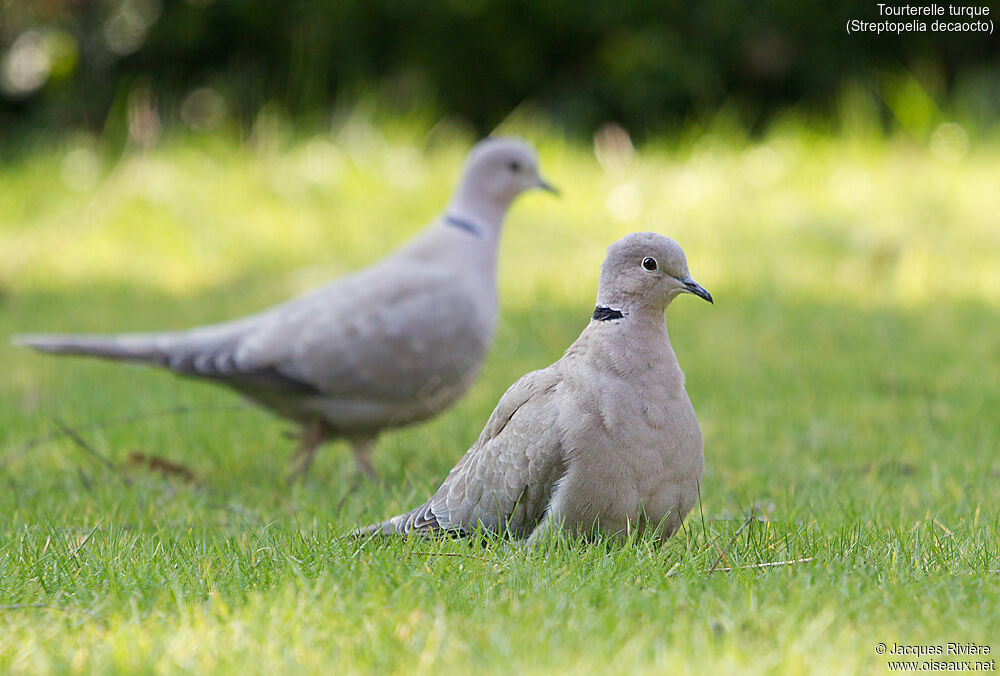 Eurasian Collared Doveadult breeding, walking