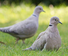 Eurasian Collared Dove