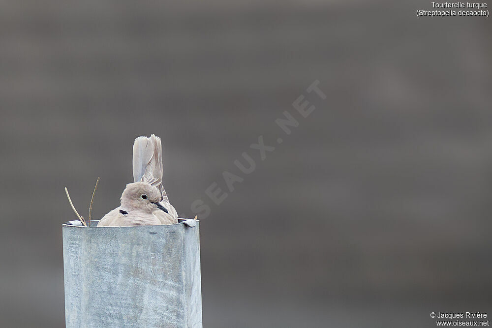 Eurasian Collared Dove female adult breeding, identification, Reproduction-nesting