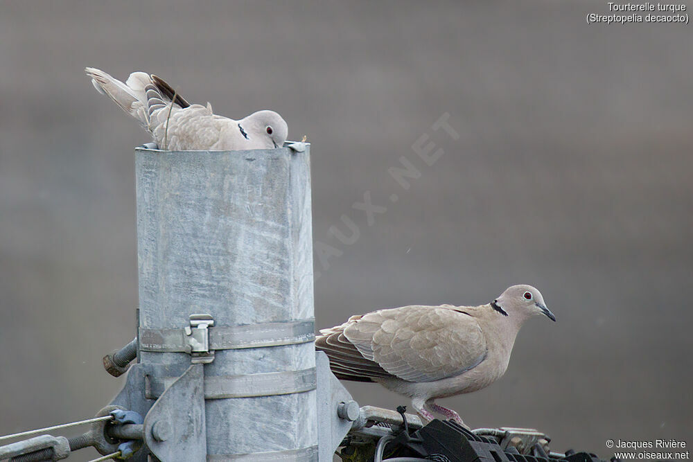 Eurasian Collared Doveadult breeding, Reproduction-nesting