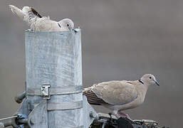 Eurasian Collared Dove