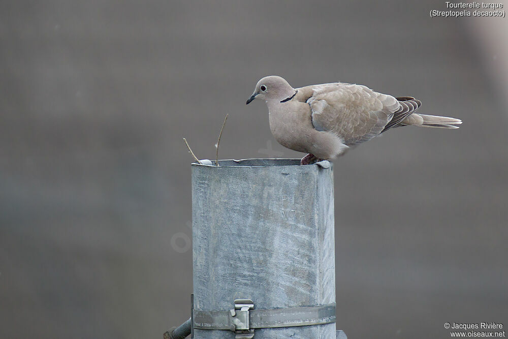 Eurasian Collared Dove male adult breeding, identification, Reproduction-nesting