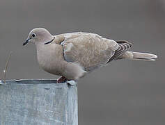 Eurasian Collared Dove