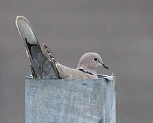 Eurasian Collared Dove