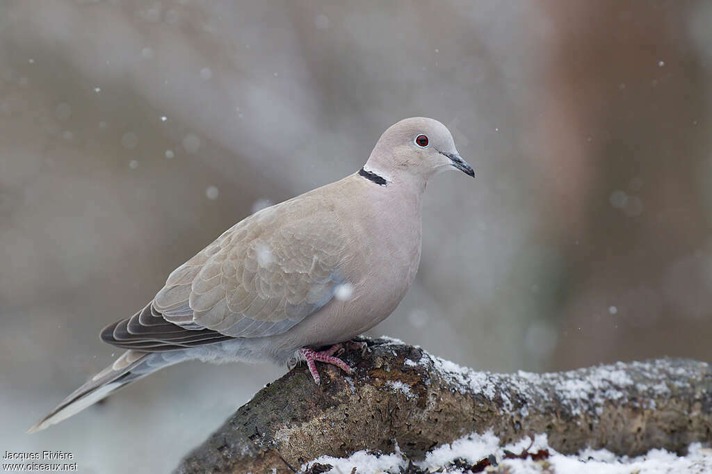 Eurasian Collared Doveadult breeding, identification