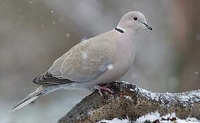 Eurasian Collared Dove