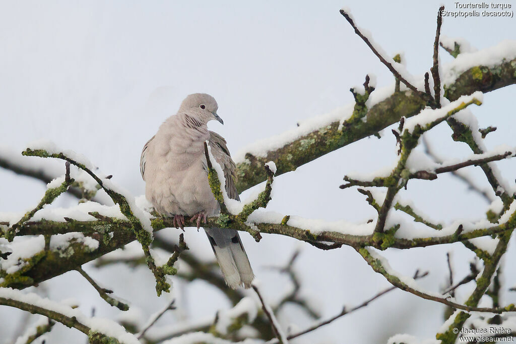 Eurasian Collared Doveadult, identification