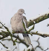 Eurasian Collared Dove