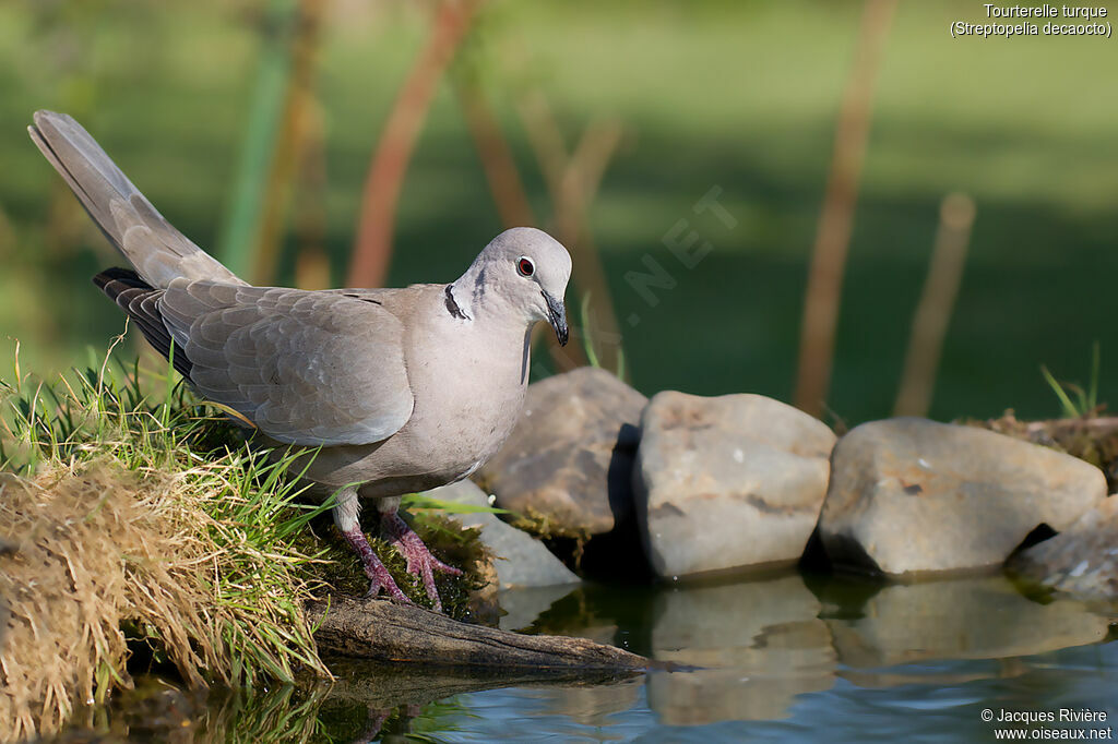 Tourterelle turqueadulte nuptial, identification, boit