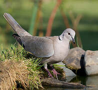 Eurasian Collared Dove