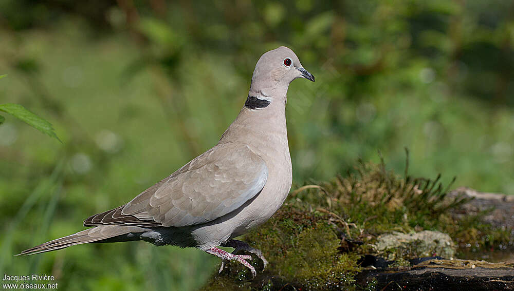 Eurasian Collared Doveadult breeding, identification