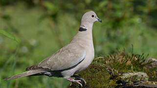 Eurasian Collared Dove