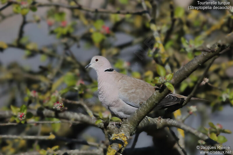 Eurasian Collared Dove male adult breeding, identification, song