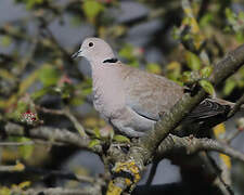 Eurasian Collared Dove