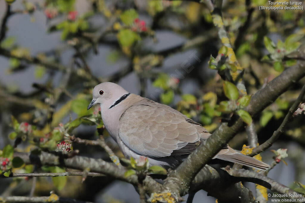 Eurasian Collared Dove male adult breeding, identification