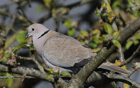 Eurasian Collared Dove