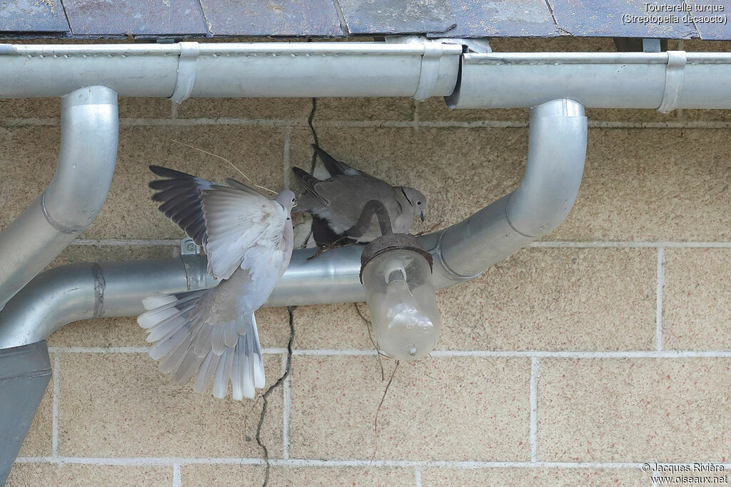 Eurasian Collared Doveadult breeding, Reproduction-nesting