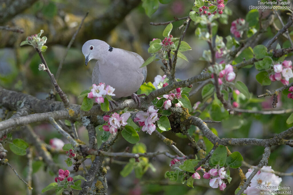 Eurasian Collared Doveadult, identification