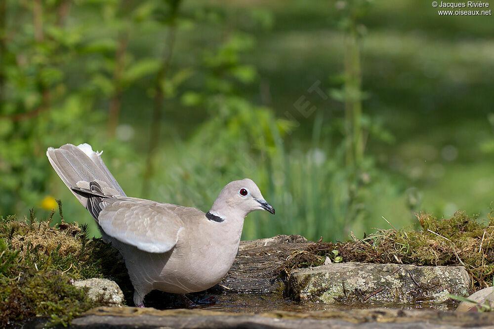 Eurasian Collared Doveadult breeding