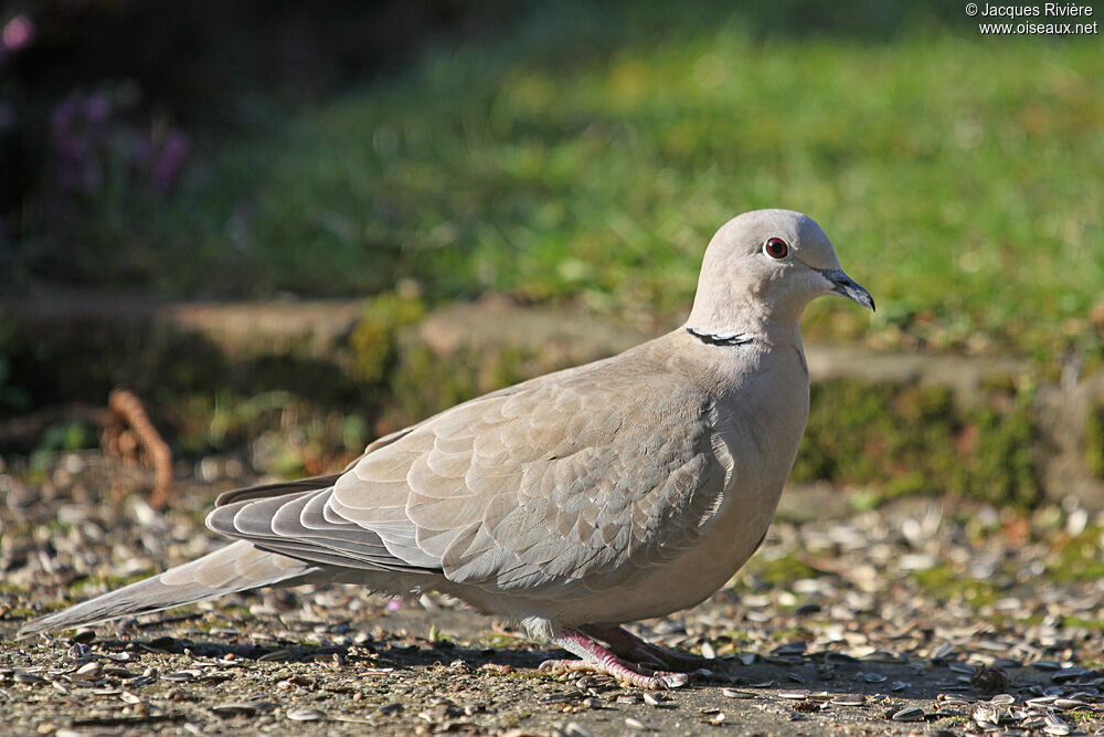 Eurasian Collared Doveadult breeding