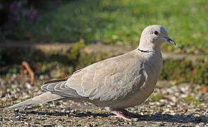 Eurasian Collared Dove